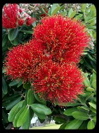 Close-up of red flower