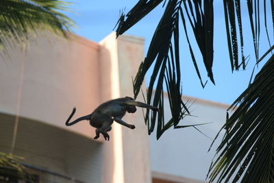 Low angle view of bird flying against sky