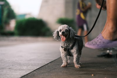 Low section of person with dog