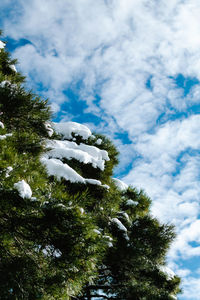 Low angle view of tree against sky