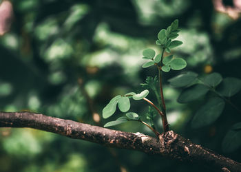 Close-up of flowering plant