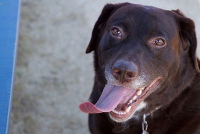 Close-up portrait of dog