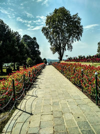 Footpath amidst plants against sky