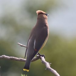 Close-up of bird perching on branch