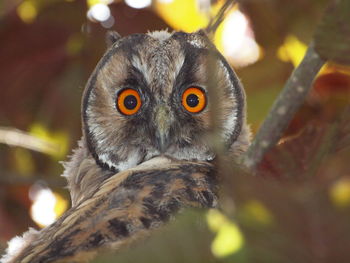 Close-up portrait of owl