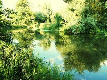 Reflection of trees in lake