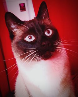 Close-up portrait of cat at home