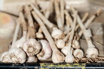 Close-up of garlic