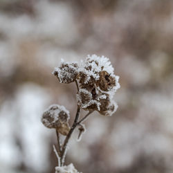 Close-up of frozen plant