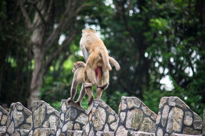 Low angle view of monkeys mating
