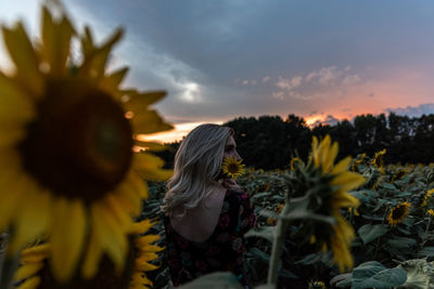 Close-up of sunflower on field against sky during sunset