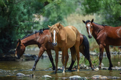 Horses standing in the water