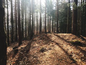 Trees growing in forest