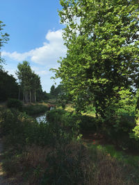 Low angle view of trees in forest against sky