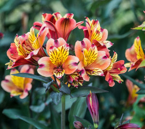 Close-up of flowering plants