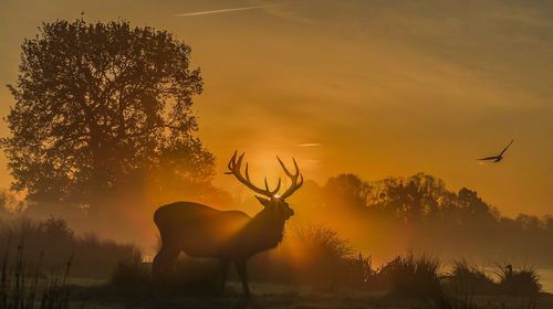 Silhouette deer by tree against sky during sunset