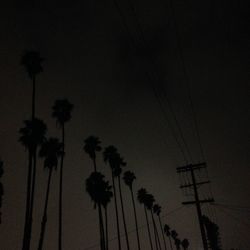 Low angle view of palm trees