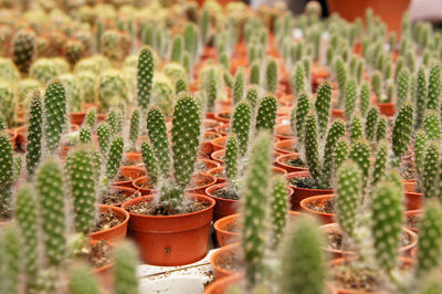 Close-up of cactus plants in greenhouse