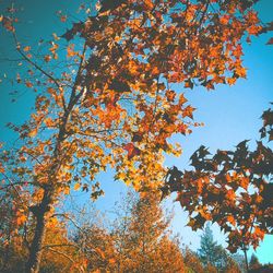 Low angle view of maple tree against sky