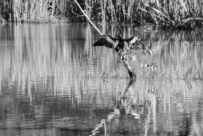 Bird flying over lake