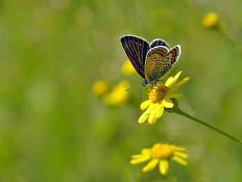 Butterfly on yellow flower