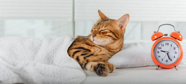 A beautiful red cat is resting on a pillow. sleeping bengal cat.