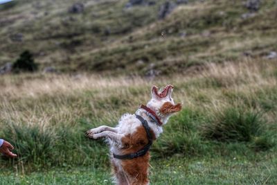 Jumping dog