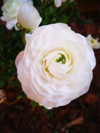 Close-up of white rose