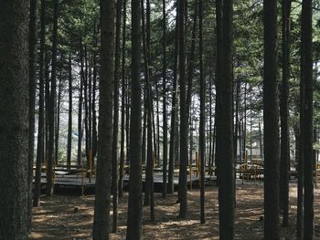 Trees in forest against sky