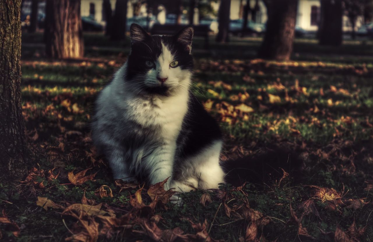 pets, domestic animals, domestic cat, one animal, animal themes, mammal, cat, feline, grass, field, sitting, whisker, looking away, focus on foreground, relaxation, portrait, alertness, nature, outdoors