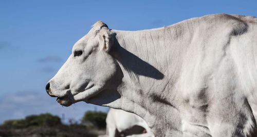 Close-up of a horse