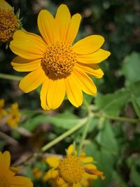 Close-up of yellow flower