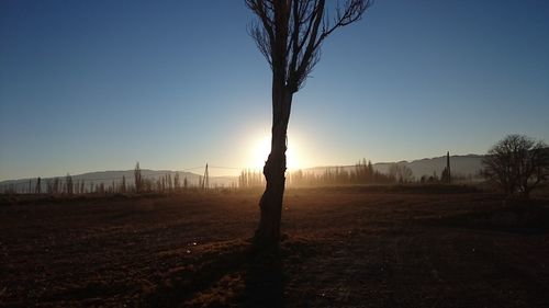 Trees against sky during sunset