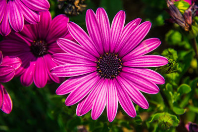 Close-up of pink daisy flowers