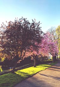 View of cherry blossom trees in park