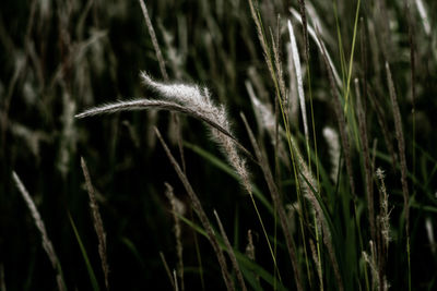 Close-up of stalks in field