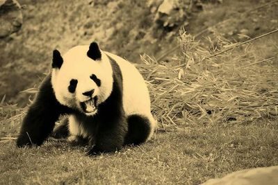 View of trees on field
