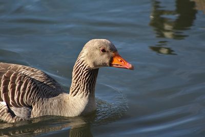 Bird in water