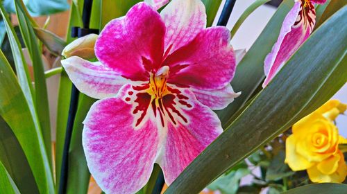 Close-up of pink flowers