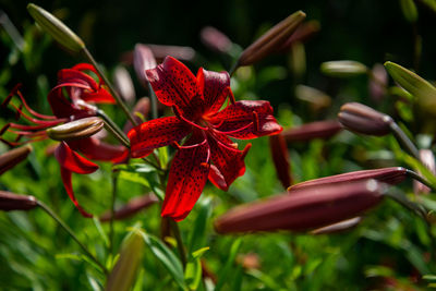 Close-up of red flowering plant