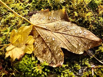 Close-up of water drops on leaf