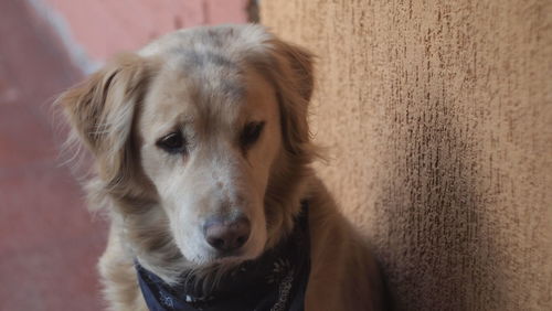 Close-up portrait of dog