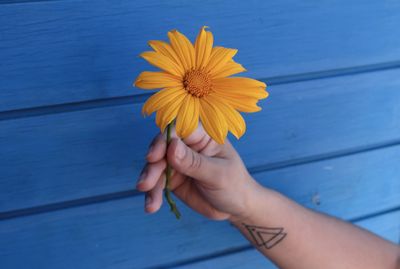 Close-up of hand holding yellow flower