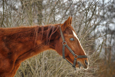 Close-up of a horse on field