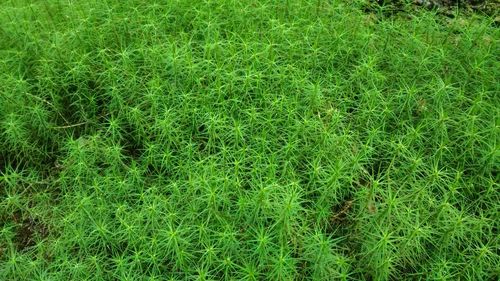 Full frame shot of fresh green field