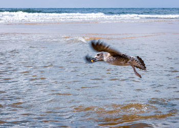 Seagull flying over sea