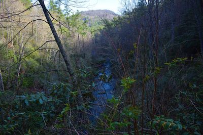 Trees growing in forest