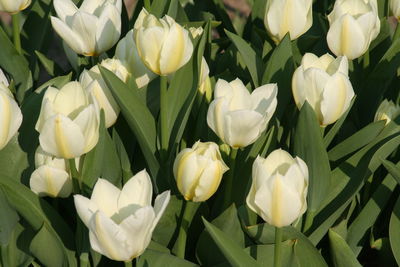 Close-up of white tulips