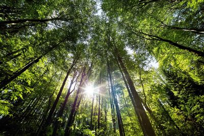 Low angle view of sunlight streaming through trees in forest