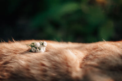 Close-up of a cat